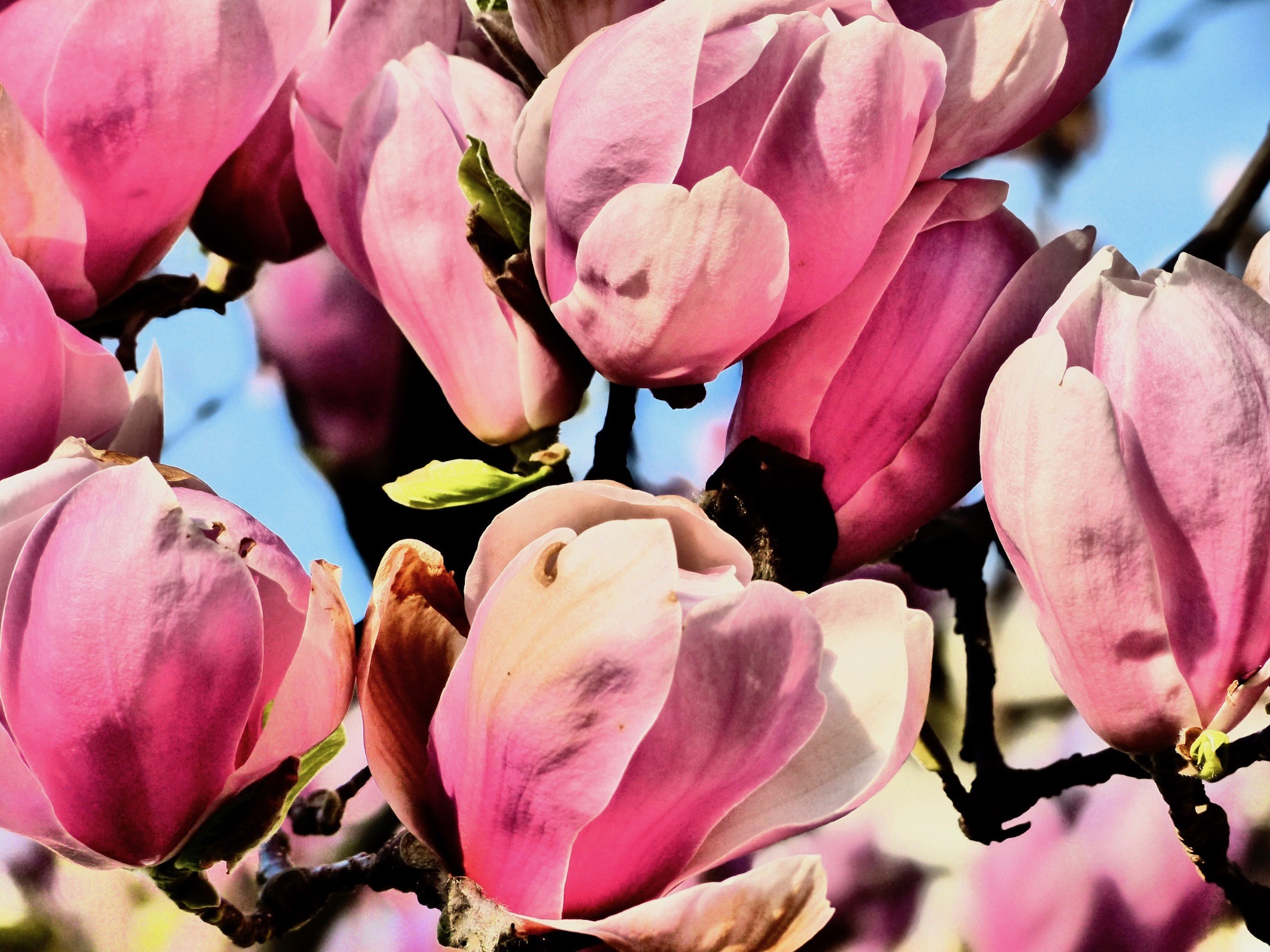 Magnolias