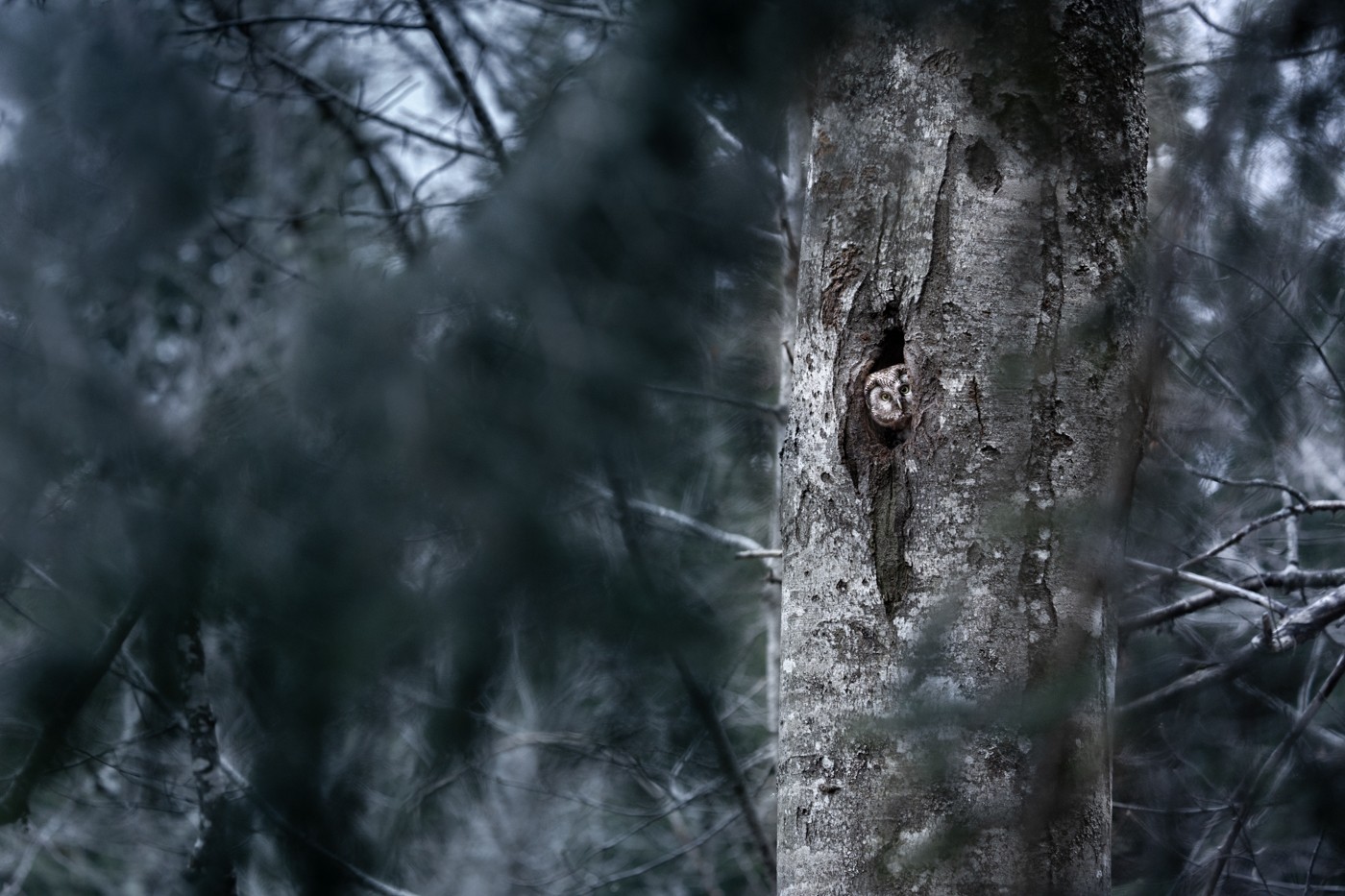 Le trésor du hêtre